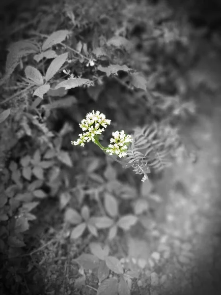 Hogweed Rostoucí Bocích Pěšiny Cornwallu — Stock fotografie