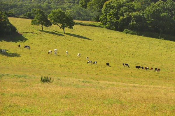 View River Fal Meadows Trelissick Gardens — Stock Photo, Image