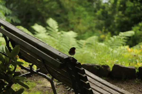 Robin Red Breast Trelissick Bahçeleri Ulusal Vakıf Arazisinde Çöpleri Karıştırıyor — Stok fotoğraf