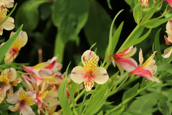 コーンウォールのTrelissick庭園で美しい白とピンクの花びらを這う赤い虫 — ストック写真