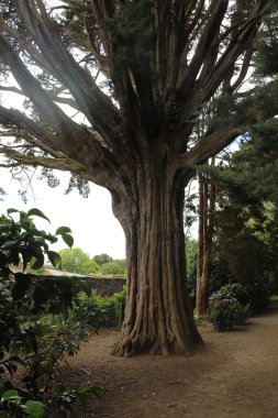 Flora ve minyatür hayvanlar güney Cornwall 'daki Trelissick bahçelerinde Fal nehrinde