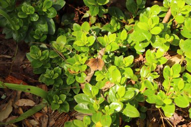 Flora ve minyatür hayvanlar güney Cornwall 'daki Trelissick bahçelerinde Fal nehrinde
