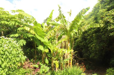 Flora ve minyatür hayvanlar güney Cornwall 'daki Trelissick bahçelerinde Fal nehrinde