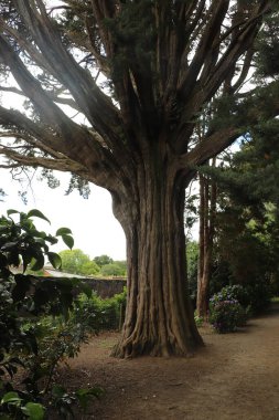 Flora ve minyatür hayvanlar güney Cornwall 'daki Trelissick bahçelerinde Fal nehrinde