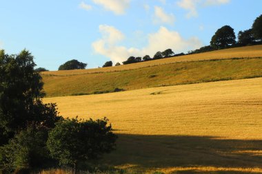 Restormel Malikânesi sınırları içindeki mısır tarlaları