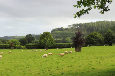 Restormel Malikanesi 'nin arazilerinde koyun