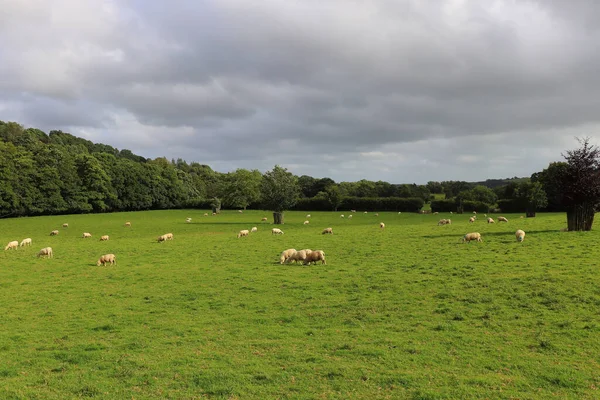 在Restormel庄园的田里放羊 — 图库照片