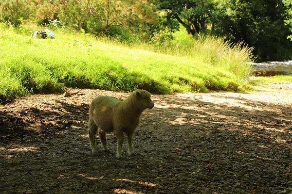 Owce Polu Dworu Restormel — Zdjęcie stockowe