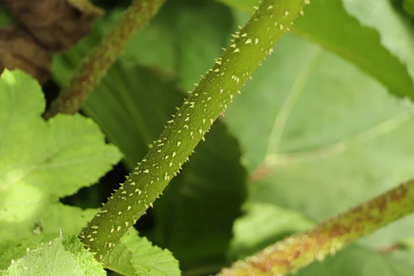 Flora Miniaturowa Fauna Ogrodach Trelissick Południowej Kornwalii Nad Rzeką Fal — Zdjęcie stockowe