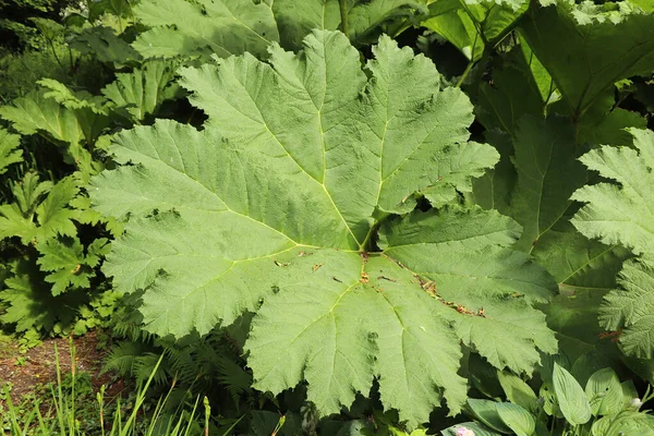 Flora Und Miniaturfauna Den Gärten Von Trelissick Süden Cornwalls Fluss — Stockfoto