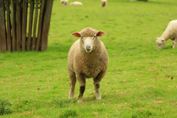 Schafe Auf Dem Gelände Des Gutshofes Restormel — Stockfoto