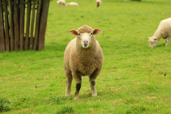 Ovce Poli Restormel Panství — Stock fotografie
