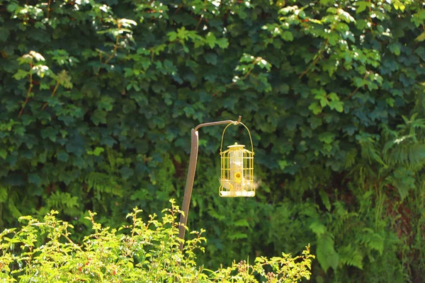 Bluetit Bicando Sementes Alimentador Aves Exmoor — Fotografia de Stock