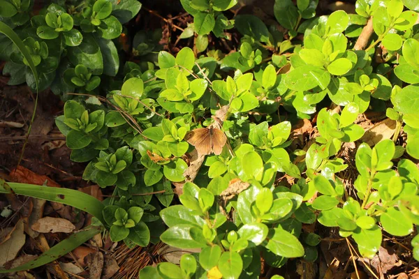 Χλωρίδα Και Μικροσκοπική Πανίδα Στο Trelissick Κήπους Στη Νότια Κορνουάλη — Φωτογραφία Αρχείου