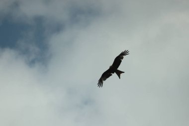 Şahin leşin etrafında dönüp öğle yemeği arıyor.