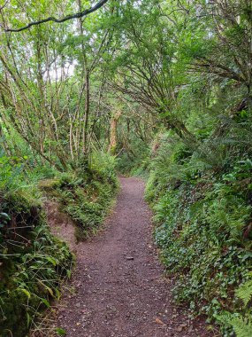 Ormanda bir ağaç tepe örtüsüyle kaplı bir patika boyunca uzanan çalılıkların karışıklığı.