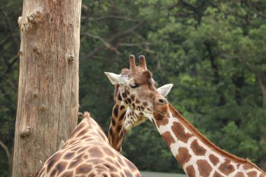 İngiltere 'deki bir safari parkında beslenen zürafalar.