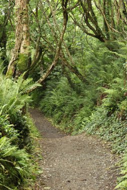 Ormanda bir ağaç tepe örtüsüyle kaplı bir patika boyunca uzanan çalılıkların karışıklığı.