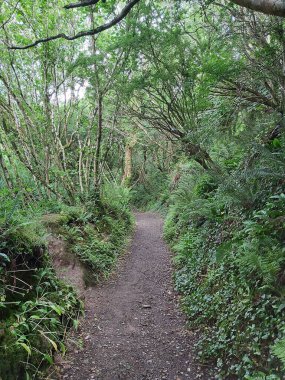 Ormanda bir ağaç tepe örtüsüyle kaplı bir patika boyunca uzanan çalılıkların karışıklığı.