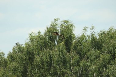Şahin leşin etrafında dönüp öğle yemeği arıyor.