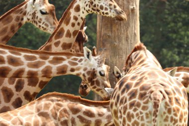 İngiltere 'deki bir safari parkında beslenen zürafalar.