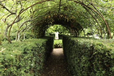 Ormanda bir ağaç tepe örtüsüyle kaplı bir patika boyunca uzanan çalılıkların karışıklığı.