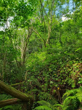 Ormanda bir ağaç tepe örtüsüyle kaplı bir patika boyunca uzanan çalılıkların karışıklığı.