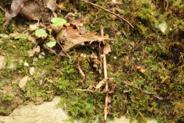 Ormanda bir ağaç tepe örtüsüyle kaplı bir patika boyunca uzanan çalılıkların karışıklığı.