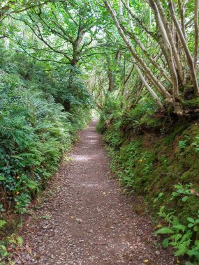 Ormanda bir ağaç tepe örtüsüyle kaplı bir patika boyunca uzanan çalılıkların karışıklığı.
