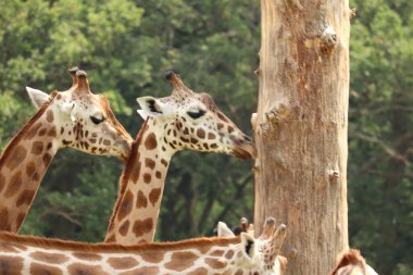İngiltere 'deki bir safari parkında beslenen zürafalar.