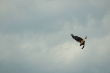 Şahin leşin etrafında dönüp öğle yemeği arıyor.