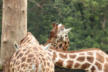 İngiltere 'deki bir safari parkında beslenen zürafalar.