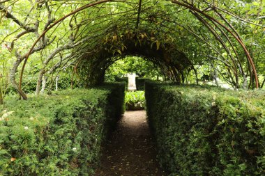 Ormanda bir ağaç tepe örtüsüyle kaplı bir patika boyunca uzanan çalılıkların karışıklığı.