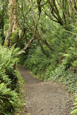 Ormanda bir ağaç tepe örtüsüyle kaplı bir patika boyunca uzanan çalılıkların karışıklığı.