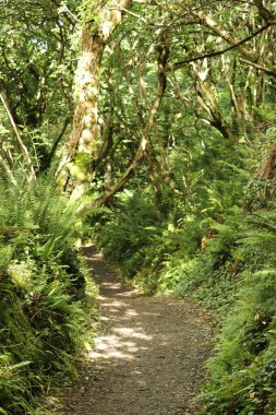 Ormanda bir ağaç tepe örtüsüyle kaplı bir patika boyunca uzanan çalılıkların karışıklığı.