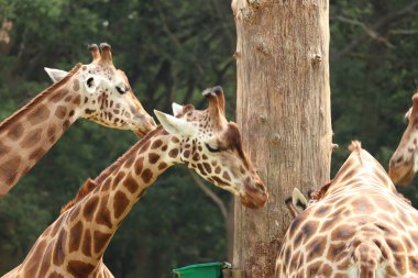 İngiltere 'deki bir safari parkında beslenen zürafalar.