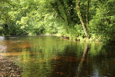 Altındaki çamurlu kahverengi taşları gösteren bir Cornish akıntısının berrak suları