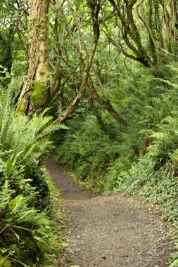 Ormanda bir ağaç tepe örtüsüyle kaplı bir patika boyunca uzanan çalılıkların karışıklığı.
