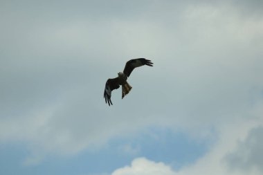 Şahin leşin etrafında dönüp öğle yemeği arıyor.