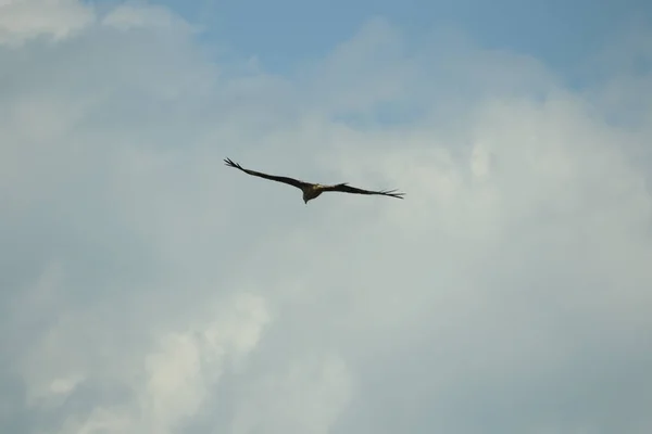 Hawk Circulando Carniça Procura Almoço — Fotografia de Stock