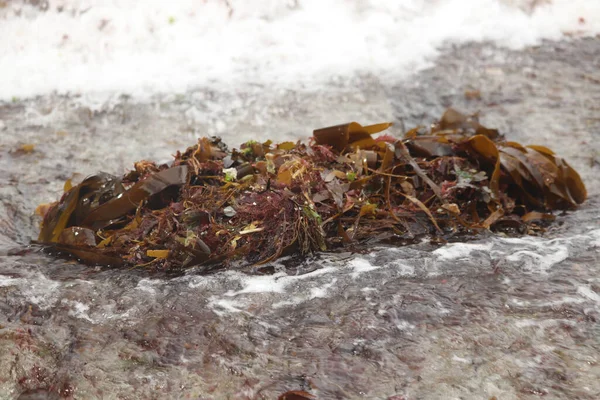 Wodorosty Wyrzucone Plażę Południowej Kornwalii — Zdjęcie stockowe