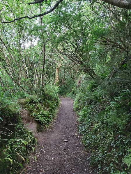 密密麻麻的灌木丛沿着一条被树冠覆盖的小径穿过森林 — 图库照片