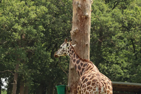 イギリスのサファリパークでのキリンの餌やり — ストック写真