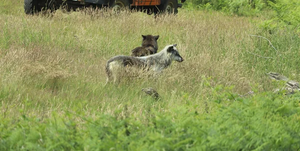 Bears Wolves Safari Park — Stock Photo, Image