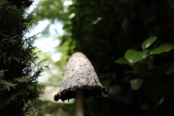 Robuster Eleganter Pilz Reckt Sich Den Himmel — Stockfoto