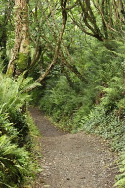 Ormanda bir ağaç tepe örtüsüyle kaplı bir patika boyunca uzanan çalılıkların karışıklığı.