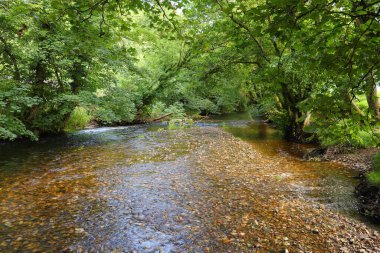 Altındaki çamurlu kahverengi taşları gösteren bir Cornish akıntısının berrak suları