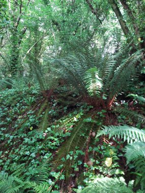Ormanda bir ağaç tepe örtüsüyle kaplı bir patika boyunca uzanan çalılıkların karışıklığı.