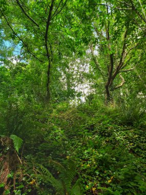 Ormanda bir ağaç tepe örtüsüyle kaplı bir patika boyunca uzanan çalılıkların karışıklığı.