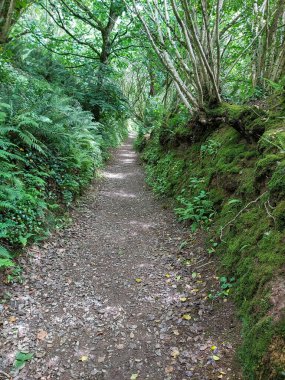 Ormanda bir ağaç tepe örtüsüyle kaplı bir patika boyunca uzanan çalılıkların karışıklığı.